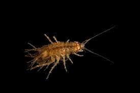 Attēlu rezultāti vaicājumam “Asellus aquaticus”