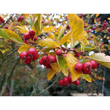 Attēlu rezultāti vaicājumam “Crataegus persimilis”