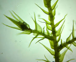 Attēlu rezultāti vaicājumam “Serpoleskea subtilis sporophyte”