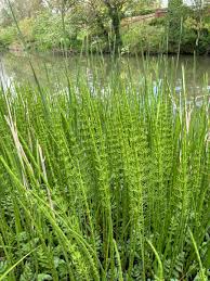 Attēlu rezultāti vaicājumam “Equisetum fluviatile”