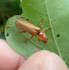 Attēlu rezultāti vaicājumam “Cantharis livida”