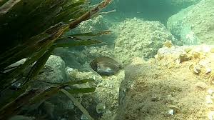 Image result for Diplodus helenae