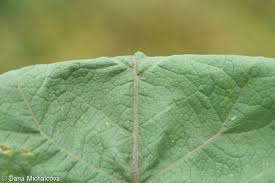 Attēlu rezultāti vaicājumam “Arctium tomentosum leaf”