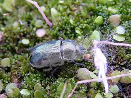 Attēlu rezultāti vaicājumam “Platycerus caraboides”