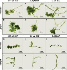 Attēlu rezultāti vaicājumam “Calliergon megalophyllum”