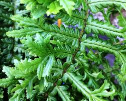 Attēlu rezultāti vaicājumam “Dryopteris affinis”