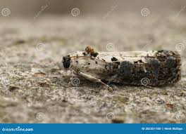 Attēlu rezultāti vaicājumam “Hedya salicella”