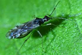 Attēlu rezultāti vaicājumam “Dicyphus sp.”