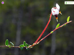 Attēlu rezultāti vaicājumam “Oxycoccus bud”