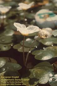 Attēlu rezultāti vaicājumam “Hydrocharis morsus-ranae fruit”