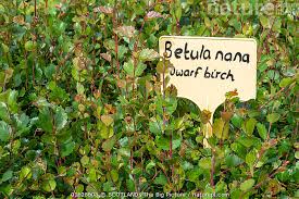 Attēlu rezultāti vaicājumam “Betula nana”