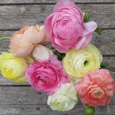 Attēlu rezultāti vaicājumam “Ranunculus brunnescens”