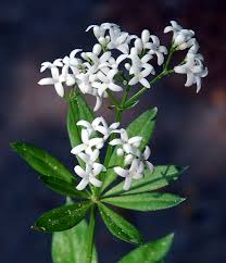 Attēlu rezultāti vaicājumam “Galium odoratum”