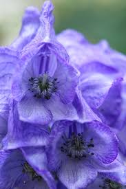 Image result for Eisenhut