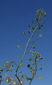 Attēlu rezultāti vaicājumam “Capsella bursa-pastoris leaf”