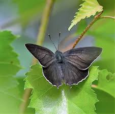 Attēlu rezultāti vaicājumam “Favonius quercus underside”