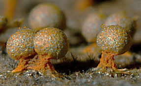 Attēlu rezultāti vaicājumam “Physarum psittacinum young”