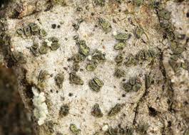 Attēlu rezultāti vaicājumam “Alyxoria varia”