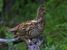Attēlu rezultāti vaicājumam “Bonasa bonasia eggs”