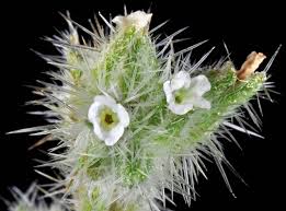 Attēlu rezultāti vaicājumam “Trichia ambigua”