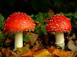 Image result for vliegenzwam