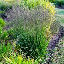Attēlu rezultāti vaicājumam “Molinia caerulea flower”