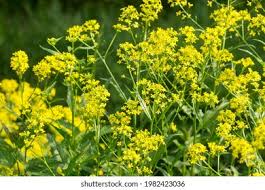 Attēlu rezultāti vaicājumam “Bunias orientalis”