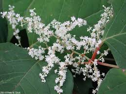 Attēlu rezultāti vaicājumam “Reynoutria sachalinensis flower”