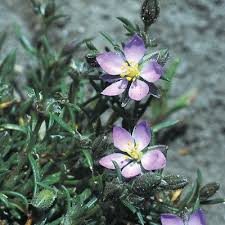 Attēlu rezultāti vaicājumam “Spergularia rubra”