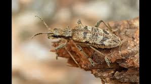 Attēlu rezultāti vaicājumam “Rhagium inquisitor”