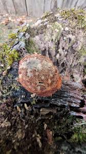 Attēlu rezultāti vaicājumam “Fuligo laevis”