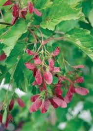 Attēlu rezultāti vaicājumam “Acer tataricum”