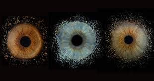 Image result for Iris