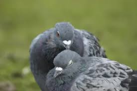 Attēlu rezultāti vaicājumam “Columba livia f. domestica adult”