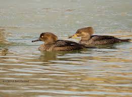 Attēlu rezultāti vaicājumam “Mergus merganser female”
