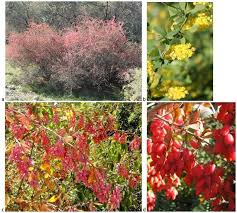 Attēlu rezultāti vaicājumam “Berberis vulgaris”