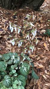 Attēlu rezultāti vaicājumam “Saxifraga cymbalaria fruit”