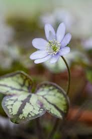Attēlu rezultāti vaicājumam “Hepatica nobilis bud”