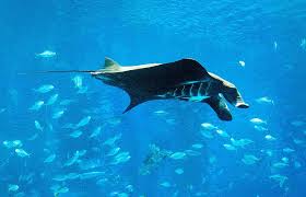 Image result for Mobula alfredi
