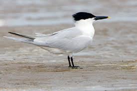 Attēlu rezultāti vaicājumam “Sterna sandvicensis adult”