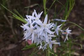 Attēlu rezultāti vaicājumam “Apocynaceae”