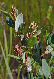 Attēlu rezultāti vaicājumam “Salix myrtilloides leaf”