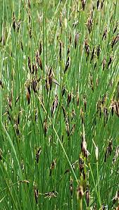 Attēlu rezultāti vaicājumam “Schoenus ferrugineus fruit”