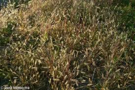 Attēlu rezultāti vaicājumam “Setaria viridis fruit”