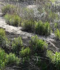 Image result for Artemisia dracunculus