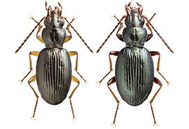 Attēlu rezultāti vaicājumam “Bembidion sp.”