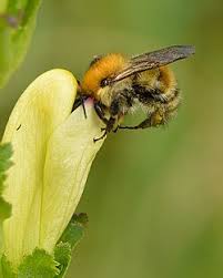 Attēlu rezultāti vaicājumam “Pedicularis sceptrum-carolinum flower”
