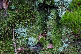 Attēlu rezultāti vaicājumam “Polytrichastrum formosum”