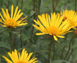 Image result for Inula hirta