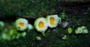 Attēlu rezultāti vaicājumam “Amaurochaete atra”